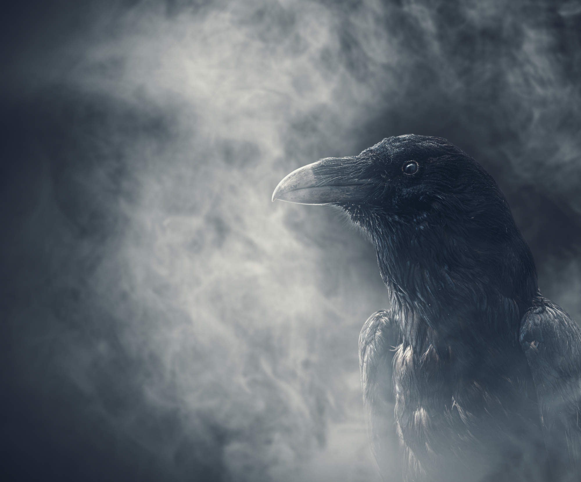 A ravens shrouded in smoke.